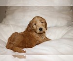 Small Photo #2 Labradoodle Puppy For Sale in ORLANDO, FL, USA