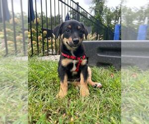 Beagle-Huskies  Mix Dogs for adoption in Spring Lake, NJ, USA