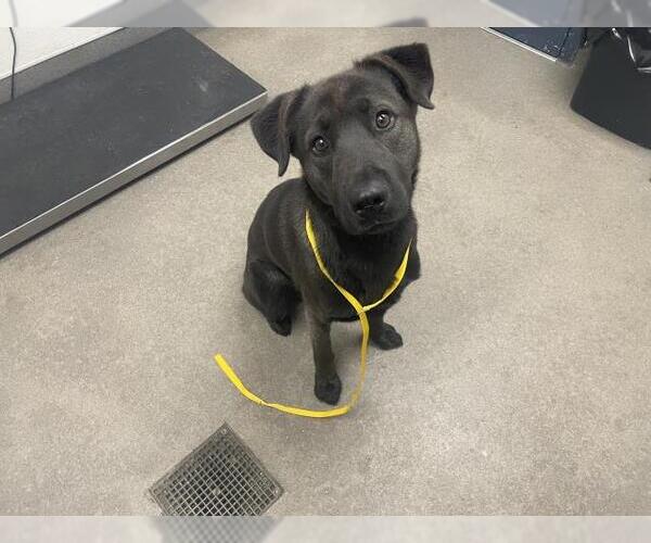 Medium Photo #1 German Shepherd Dog-Unknown Mix Puppy For Sale in HESPERIA, CA, USA