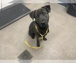 Small German Shepherd Dog Mix
