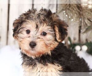 Yorkshire Terrier Puppy for sale in MOUNT VERNON, OH, USA