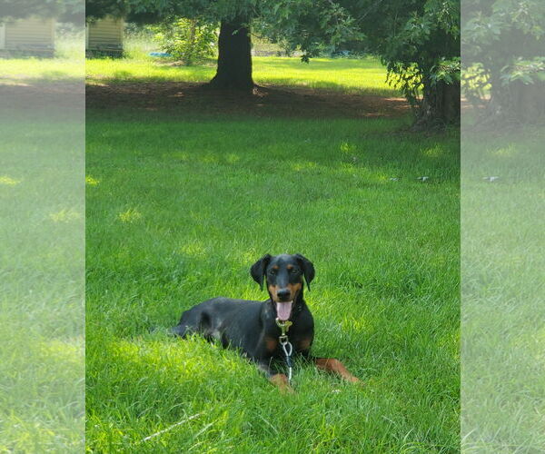 Medium Photo #2 Doberman Pinscher Puppy For Sale in Minneaoplis, MN, USA