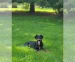 Small #1 Doberman Pinscher
