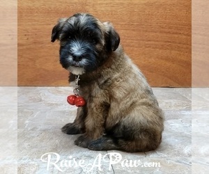 Whoodle Puppy for sale in OVERGAARD, AZ, USA
