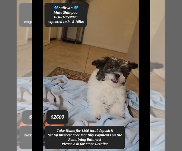 Medium Photo #1 ShihPoo Puppy For Sale in TUCSON, AZ, USA