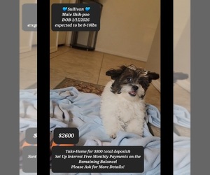 ShihPoo Puppy for sale in TUCSON, AZ, USA