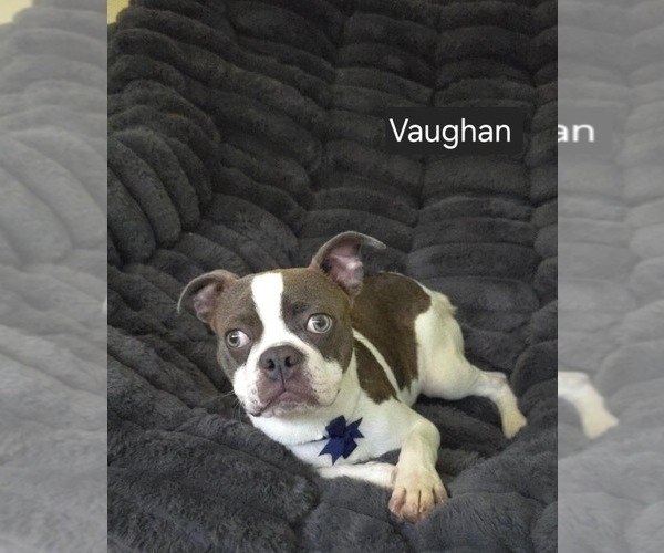 Medium Photo #9 Boston Terrier Puppy For Sale in MINERAL WELLS, WV, USA
