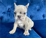 Small #10 French Bulldog