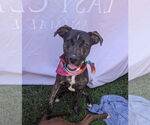 Small #20 Mutt