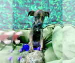 Small #2 Mutt