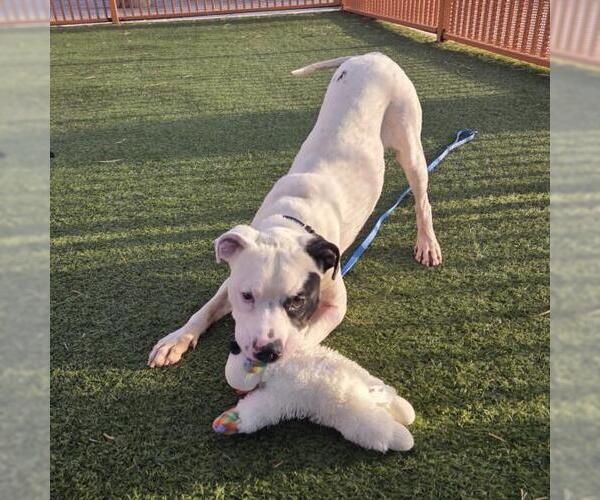 Medium Photo #2 American Pit Bull Terrier-Unknown Mix Puppy For Sale in Las Vegas, NV, USA