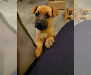 German Shepherd Dog-Unknown Mix Dogs for adoption in Holly Springs, NC, USA