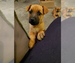 Small German Shepherd Dog Mix