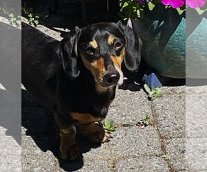 Dachshund Dogs for adoption in Shelbyville, TN, USA