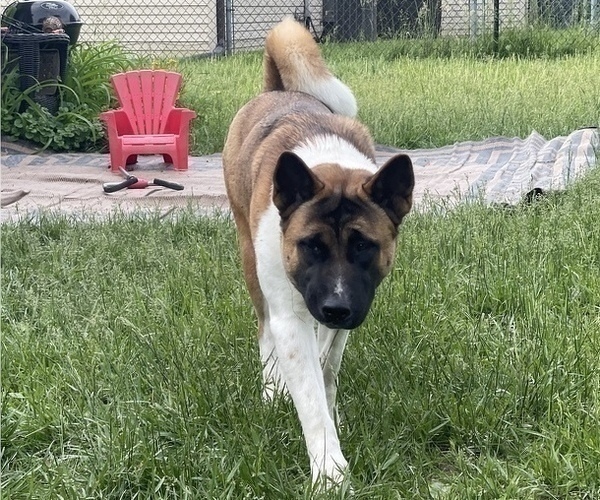 Medium Photo #1 Akita Puppy For Sale in INDIANAPOLIS, IN, USA