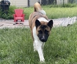Small Photo #1 Akita Puppy For Sale in INDIANAPOLIS, IN, USA