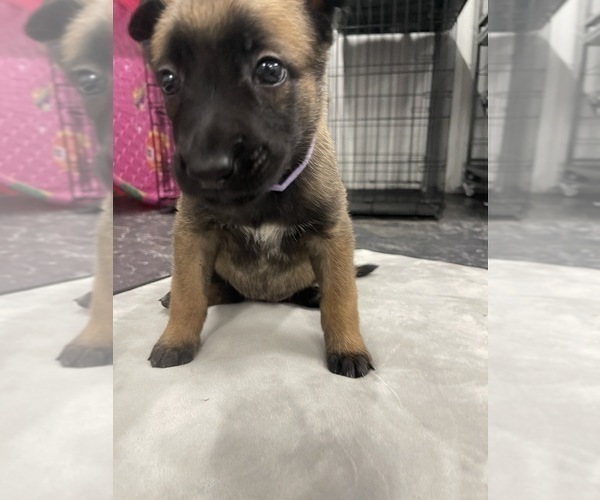 Medium Photo #111 Belgian Malinois Puppy For Sale in REESEVILLE, WI, USA
