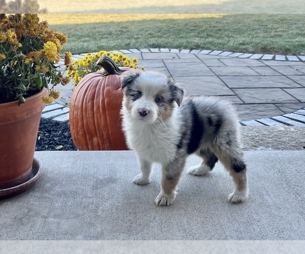 Medium Photo #6 Australian Shepherd Puppy For Sale in LODA, IL, USA