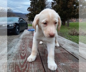 Labradoodle Puppy for sale in TYRONE, PA, USA