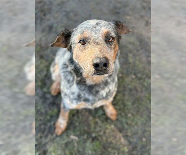 Medium Photo #2 Mutt Puppy For Sale in Riverside, CA, USA