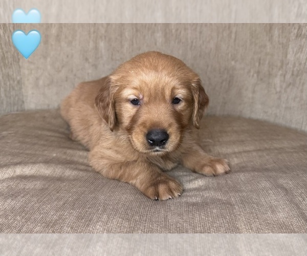 Medium Photo #6 Golden Retriever Puppy For Sale in CHIPPEWA FALLS, WI, USA