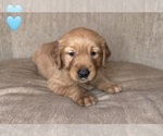 Small #5 Golden Retriever