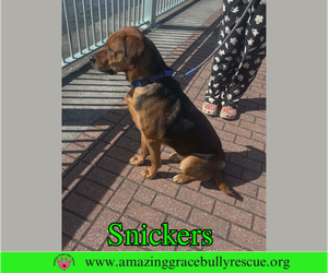 Shepweiller Dogs for adoption in Milton, FL, USA