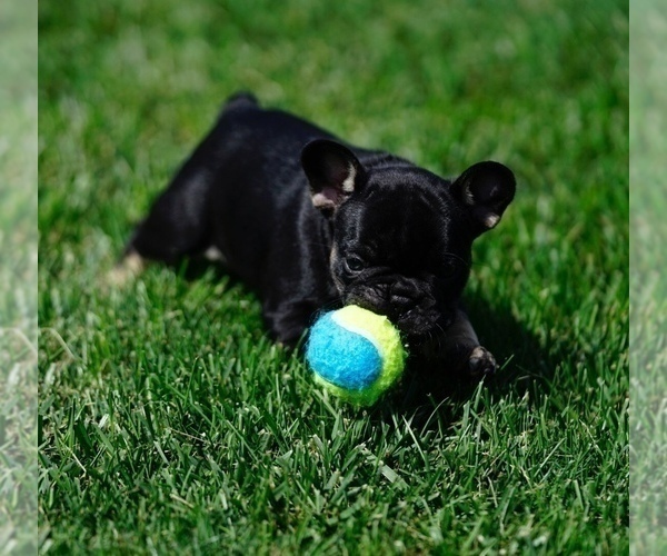 Medium Photo #5 French Bulldog Puppy For Sale in MOUNT GILEAD, OH, USA