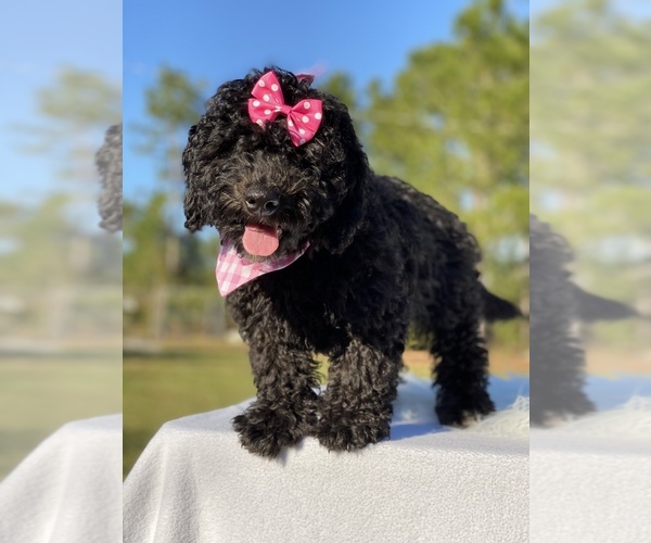 Medium Photo #9 Goldendoodle Puppy For Sale in FROSTPROOF, FL, USA