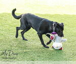 Small #3 Labrador Retriever Mix