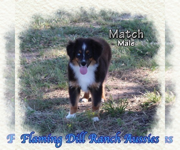 Medium Photo #1 Miniature Australian Shepherd Puppy For Sale in FORESTBURG, TX, USA