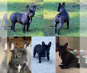 Mother of the French Bulldog puppies born on 06/07/2022
