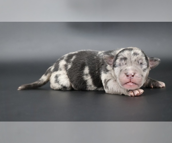 Medium Photo #1 American Bully Puppy For Sale in CHAMPAIGN, IL, USA