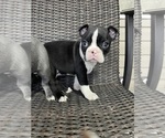 Image preview for Ad Listing. Nickname: Male Boston