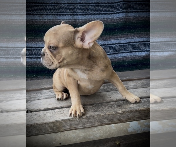 Medium Photo #8 French Bulldog Puppy For Sale in RADCLIFF, KY, USA
