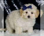 Puppy Vino Maltipoo (Miniature)