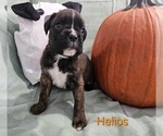 Puppy Helios Boxer