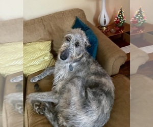 Mother of the Irish Wolfhound puppies born on 01/15/2024