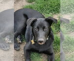 Small #4 Labrador Retriever Mix