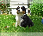 Small Photo #4 Australian Shepherd Puppy For Sale in MIFFLINBURG, PA, USA