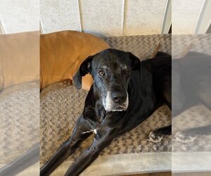 Great Dane Dogs for adoption in Bullard, TX, USA