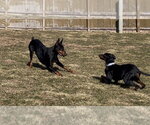 Small Photo #10 Doberman Pinscher Puppy For Sale in Minneaoplis, MN, USA