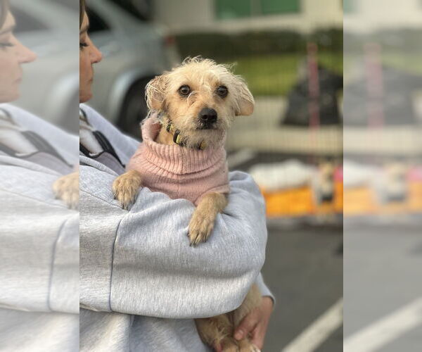 Medium Photo #2 Mutt Puppy For Sale in Dana Point, CA, USA