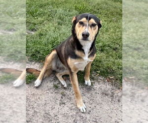 Peanut - Female Mutt Dog for Adoption - Photo #5