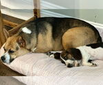Small #10 Bagle Hound