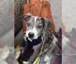 Small #3 Catahoula Leopard Dog Mix