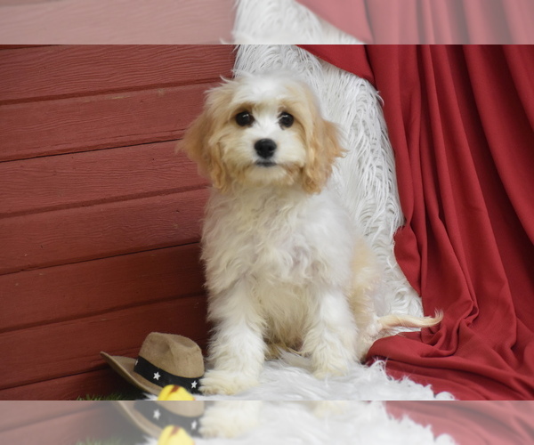 Medium Photo #2 Cavachon Puppy For Sale in ELDORADO, OH, USA