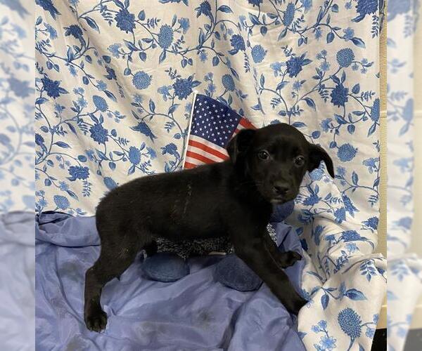 Medium Photo #1 Mutt Puppy For Sale in Modesto, CA, USA