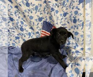 Mutt Dogs for adoption in Modesto, CA, USA