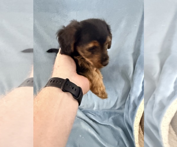 Medium Photo #4 Dorkie Puppy For Sale in NEGLEY, OH, USA